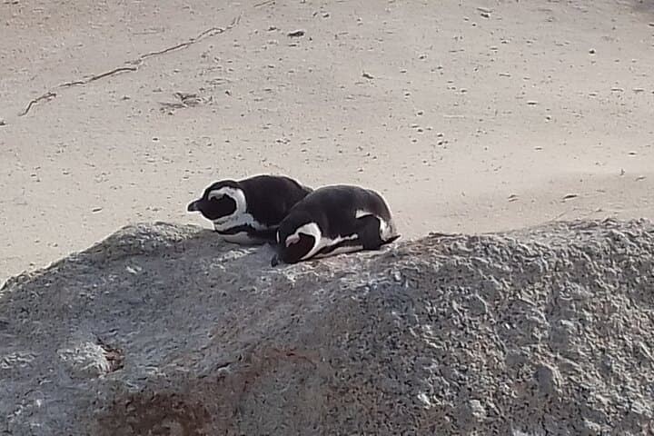 Cape Town Two-for-One: Table Mountain, Penguins, Cape Point & Wine photo 5