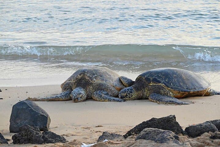 Oahu Circle-Island Day Tour: North Shore, Turtles & Dole Plantation