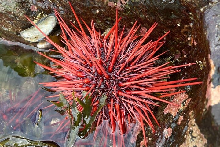 Ketchikan Top Attractions Guided Tour: Salmon Ladder, Black Sand Beach & Waterfall photo 3