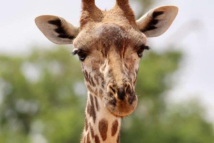 2-Day Tsavo East Safari from Mombasa & Diani — Overnight Wildlife Drive photo 4