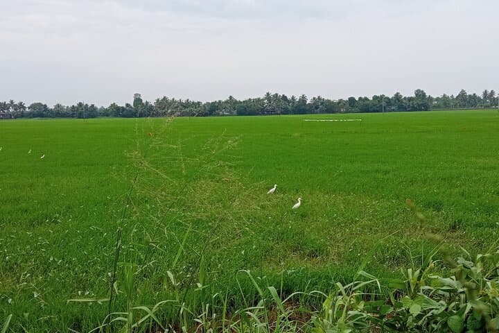 Midday Backwater Cruise in Kumarakom: Village Life & Birdwatching photo 2