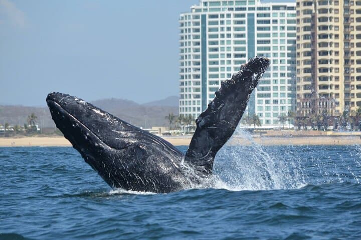 Munba Power-Boat Whale-Watching Tour — Mazatlán Humpback Expeditions