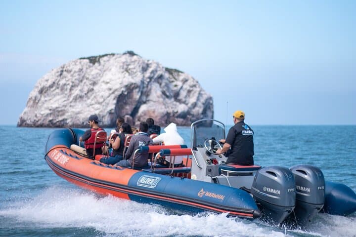 Munba Power-Boat Whale-Watching Tour — Mazatlán Humpback Expeditions photo 2