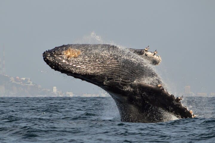 Munba Power-Boat Whale-Watching Tour — Mazatlán Humpback Expeditions photo 4