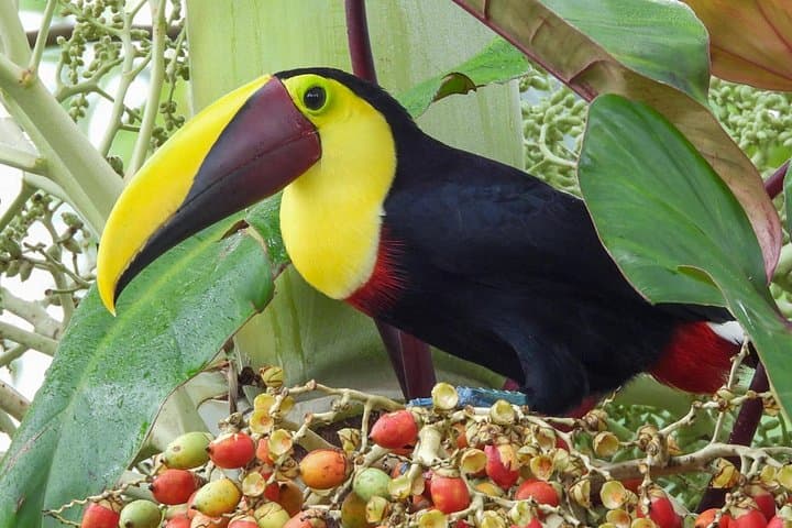 Private Rainforest Day Tour in Bijagua: Sloths, Waterfalls, Hanging Bridges & Coffee Tasting photo 3