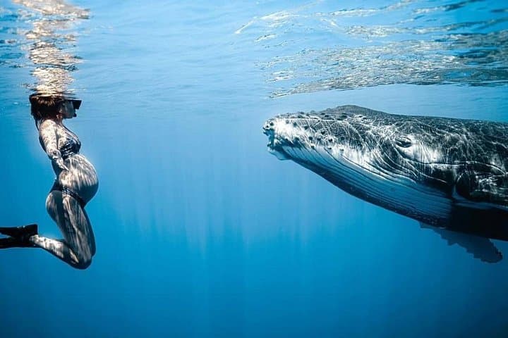 Swim with Humpback Whales in Moorea: Guided Whale-Swim Tour photo 4