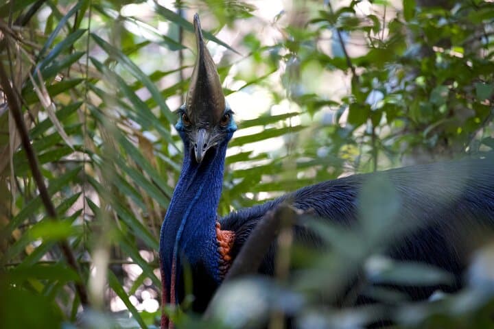 Daintree & Cape Tribulation Full-Day Rainforest and River Cruise from Port Douglas photo 2