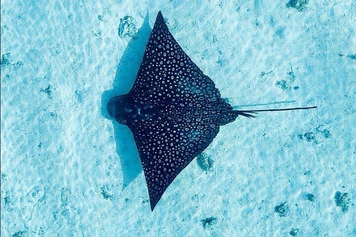 Moorea Lagoon Tour: Lunch on a Motu with Snorkeling, Stingrays & Turtles photo 6