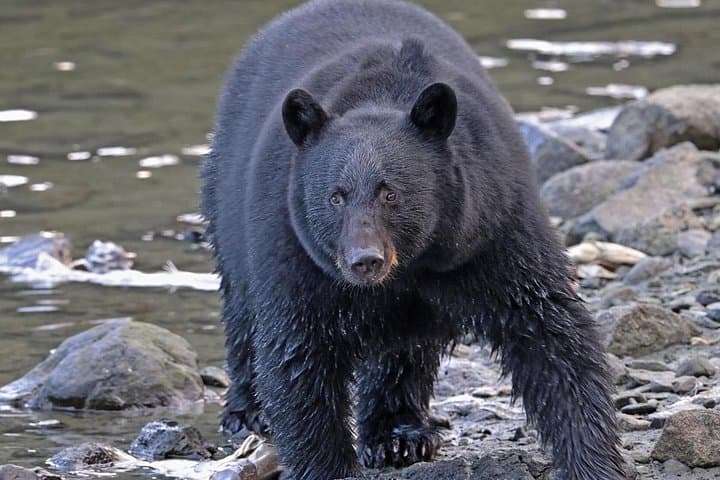 Private Rainforest Drive & Wildlife Viewing in Ketchikan, Alaska — Salmon Ladder to Herring Cove photo 1