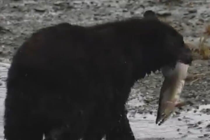 Ketchikan Top Attractions Guided Tour: Salmon Ladder, Black Sand Beach & Waterfall photo 6
