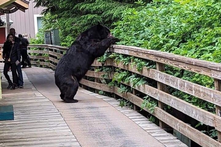 Private Rainforest Drive & Wildlife Viewing in Ketchikan, Alaska — Salmon Ladder to Herring Cove photo 4