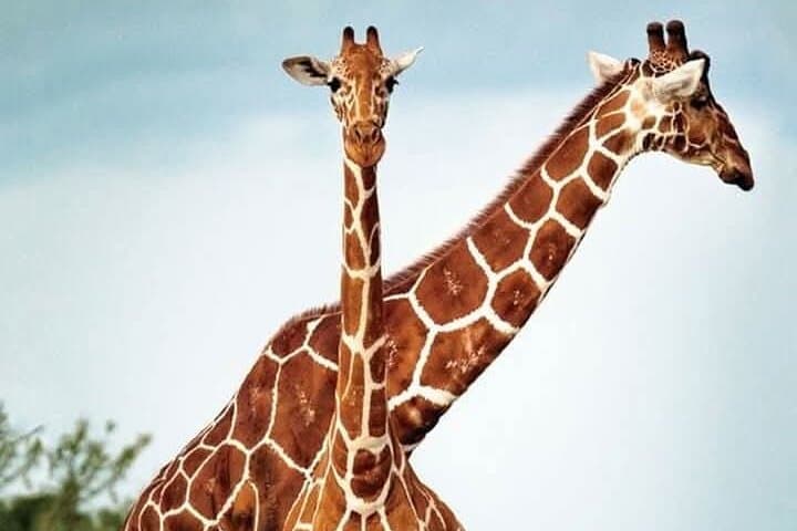 Cheetah, Giraffe & Wine Tasting Day Tour from Cape Town