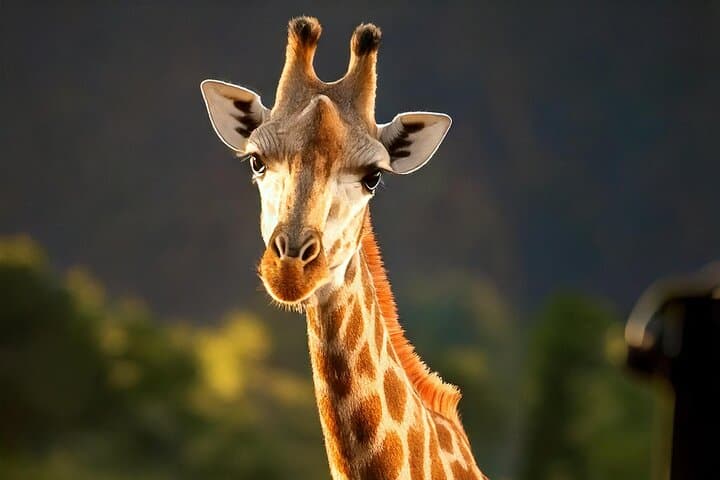 Cheetah, Giraffe & Wine Tasting Day Tour from Cape Town photo 3