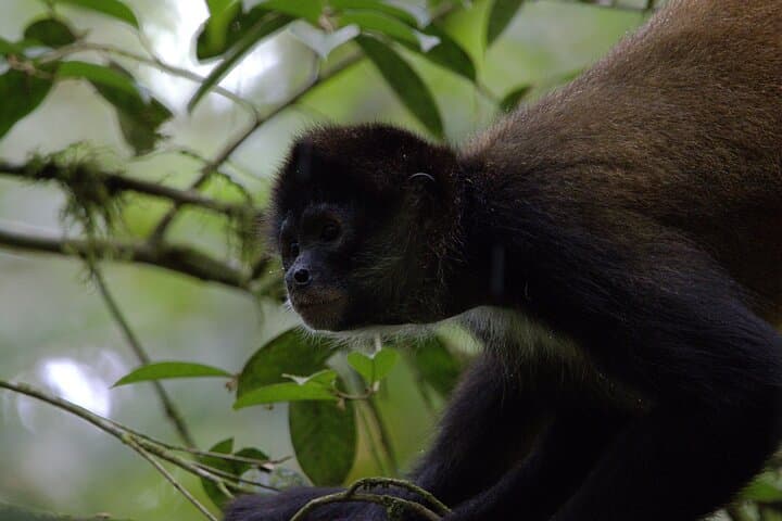 Up-Close with Arenal's Sloths: La Fortuna Wildlife Walk photo 3