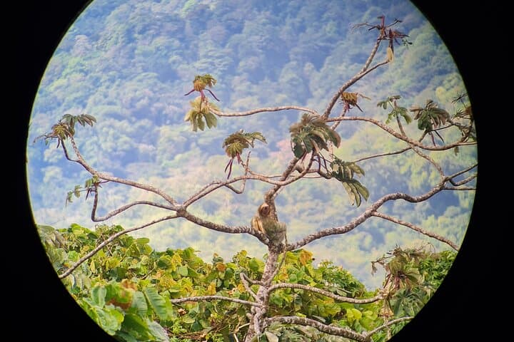 Up-Close with Arenal's Sloths: La Fortuna Wildlife Walk photo 5