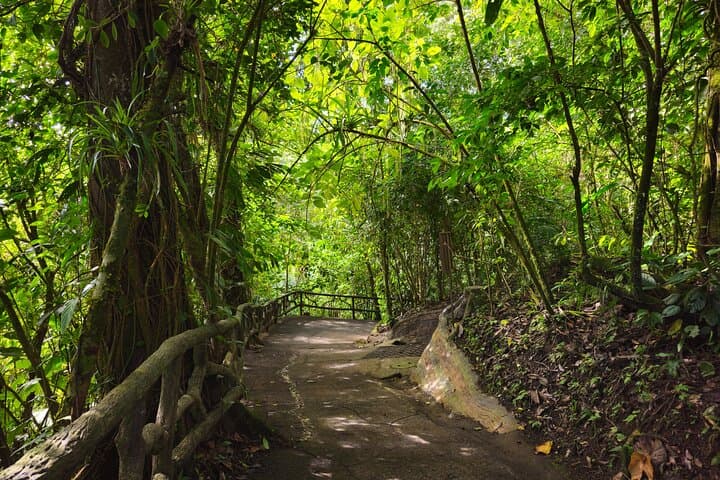Mistico Hanging Bridges — La Fortuna Canopy Walk with Naturalist Guide photo 3
