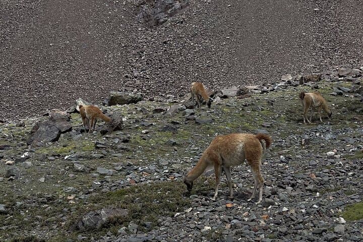 Trek Cordon del Plata: Andes Day Hike from Mendoza photo 2