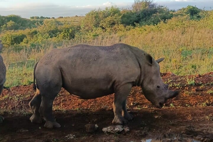 Explore Wildlife on a Nairobi National Park and Giraffe Center Guided Day Tour photo 4