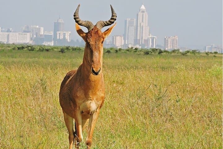 Nairobi National Park Tour: Half-Day Safari Inside Kenya's Capital photo 4