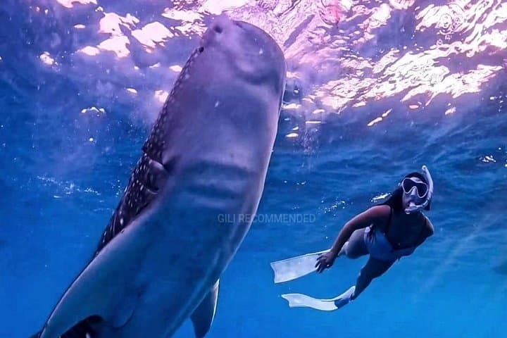 Whale Shark Snorkel in Sumbawa: 2-Day Saleh Bay Excursion