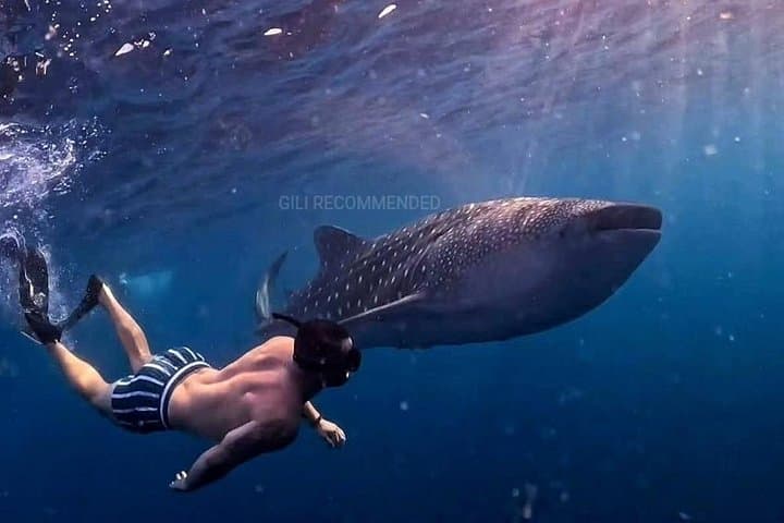 Whale Shark Snorkel in Sumbawa: 2-Day Saleh Bay Excursion photo 2