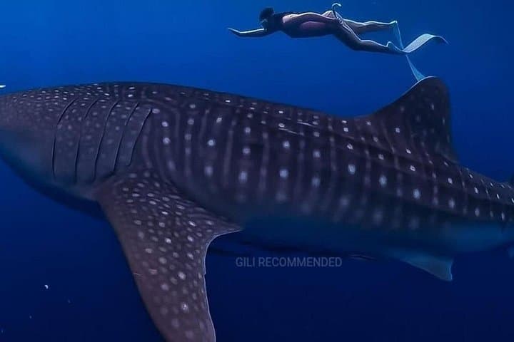 Whale Shark Snorkel in Sumbawa: 2-Day Saleh Bay Excursion photo 3