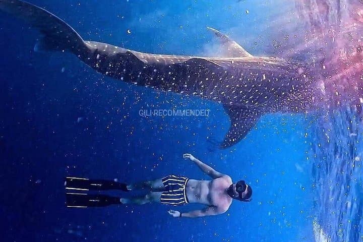 Whale Shark Snorkel in Sumbawa: 2-Day Saleh Bay Excursion photo 4
