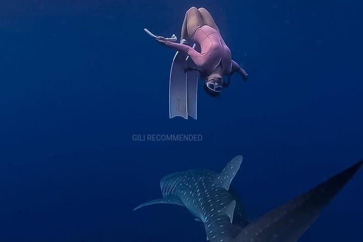 Whale Shark Snorkel in Sumbawa: 2-Day Saleh Bay Excursion photo 5