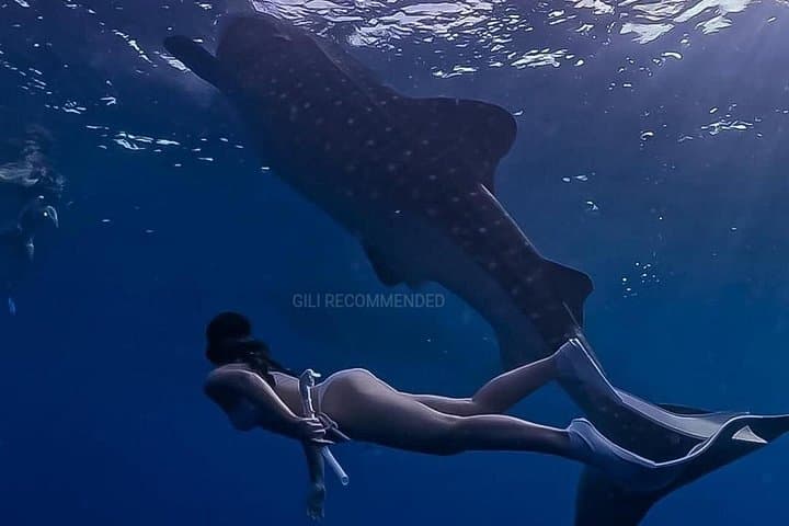 Whale Shark Snorkel in Sumbawa: 2-Day Saleh Bay Excursion photo 6