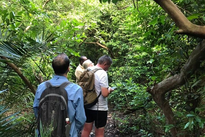 Jozani Forest Red Colobus Walk and Pete-Jozani Mangrove Boardwalk photo 4