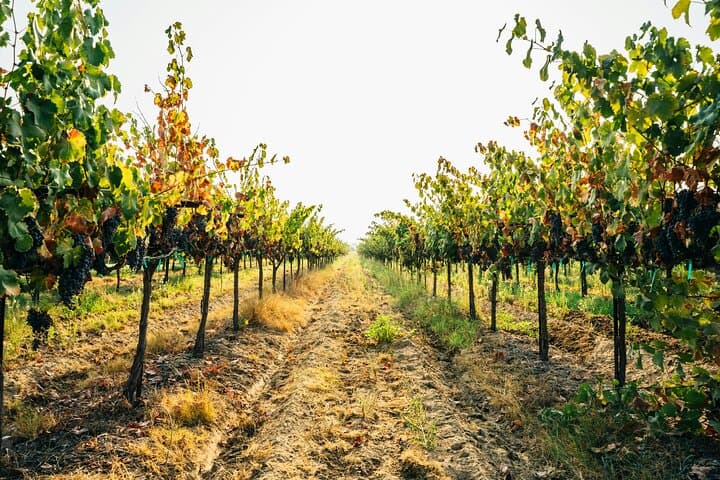 Private Ginosa Vineyard Tour from Matera — Wine Tasting & Olive-Grove Walk