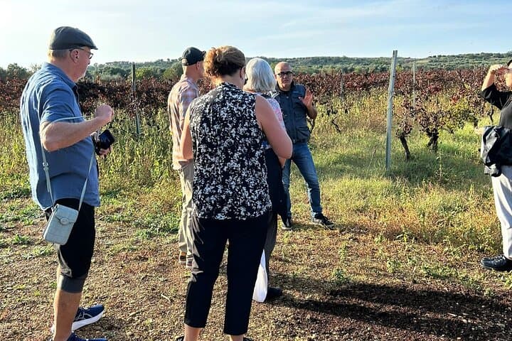 Private Ginosa Vineyard Tour from Matera — Wine Tasting & Olive-Grove Walk photo 2