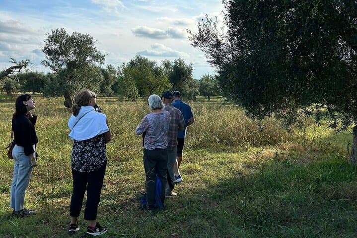 Private Ginosa Vineyard Tour from Matera — Wine Tasting & Olive-Grove Walk photo 3