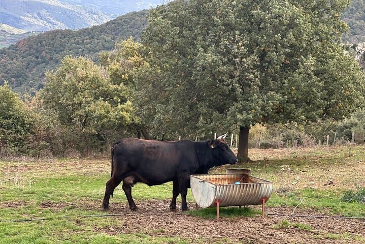 Madonie Jeep Adventure: Off-Road Between Madonie and Nebrodi with Cheese Tasting photo 3
