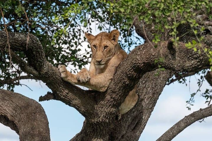 Northern Tanzania Wildlife Safari Photography — Tarangire & Ngorongoro Photo Safari photo 4