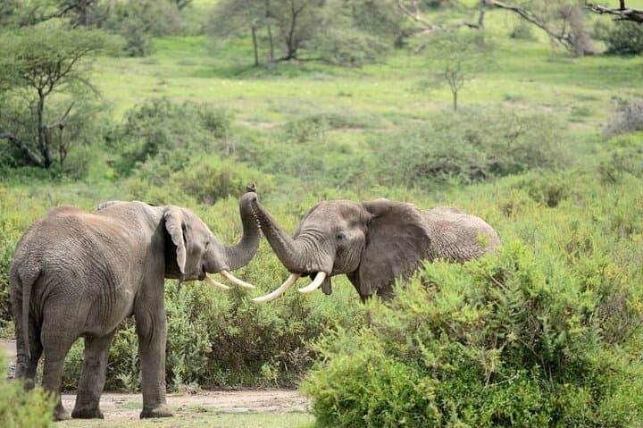 Northern Tanzania Wildlife Safari Photography — Tarangire & Ngorongoro Photo Safari photo 3