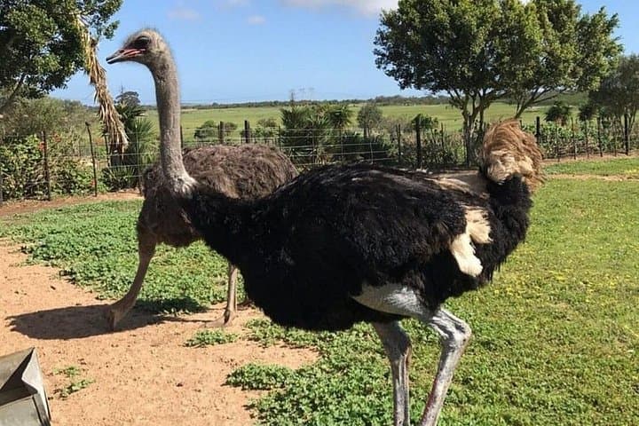 Dune Runs and Ostrich Encounters: Cape Town Quadbike, Farm Visit & Wine Tasting Day Trip photo 3