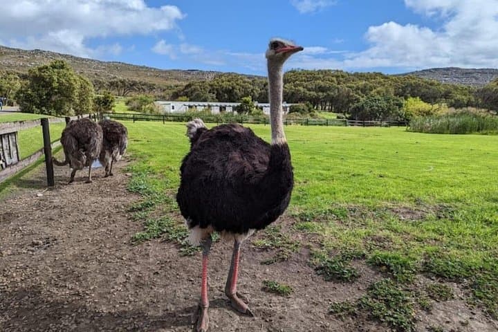 Dune Runs and Ostrich Encounters: Cape Town Quadbike, Farm Visit & Wine Tasting Day Trip photo 4