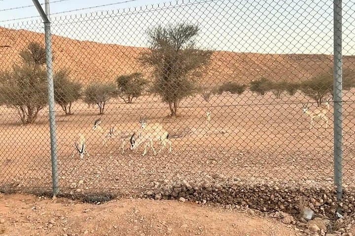 Edge of the World & Arabian Gazelles: Half‑Day Adventure from Riyadh photo 1
