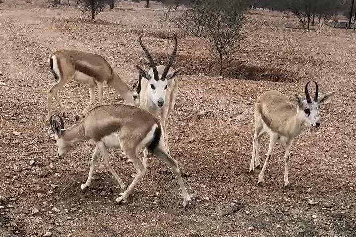 Edge of the World & Arabian Gazelles: Half‑Day Adventure from Riyadh photo 2