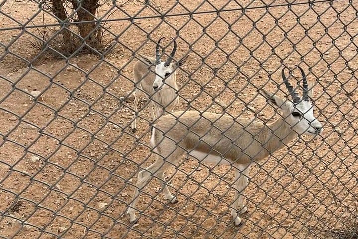Edge of the World & Arabian Gazelles: Half‑Day Adventure from Riyadh photo 3