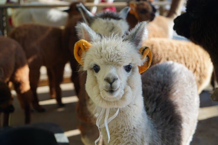 Winter Alpacas, Nami Island & Eobi Ice Valley Day Trip from Seoul photo 2