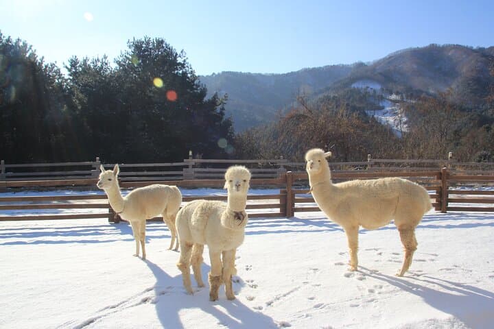 Winter Alpacas, Nami Island & Eobi Ice Valley Day Trip from Seoul photo 3