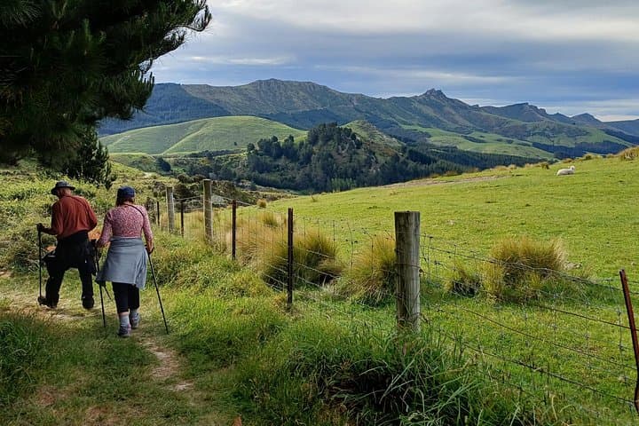 Packhorse Hut Guided Walk: Private Port Hills Hike from Christchurch photo 4