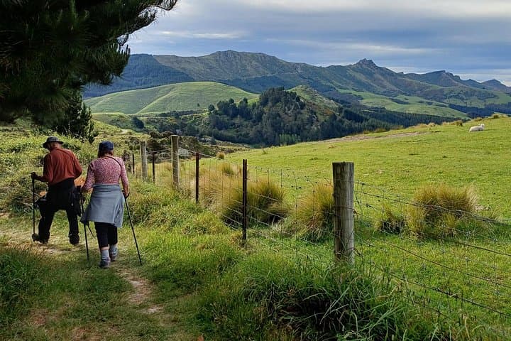 Packhorse Hut Guided Walk — Port Hills Day Hike from Christchurch photo 2
