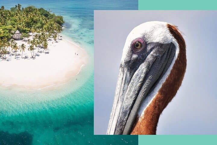 Samana Whale Watching and Cayo Levantado Catamaran Tour with Local Lunch photo 2