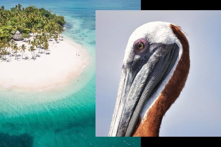 Samana Whale Watching, Cayo Levantado & El Limón Waterfalls — Full-Day from Punta Cana