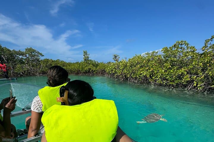 Motorized Clear-Kayak Mangrove Tour in Providenciales — Electric Eco-Boat Experience photo 3