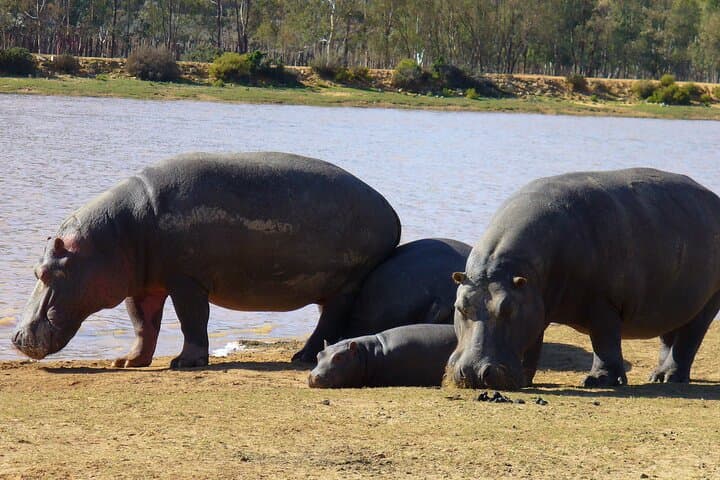 Cape Town Quad Biking Safari to Aquila Game Reserve — Full-Day Big Five Adventure with Meals & Transfers photo 5
