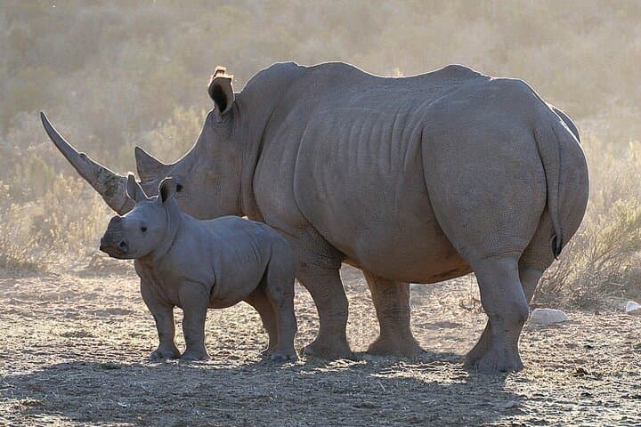 Overnight Big Five Safari from Cape Town — 1-Night All-Inclusive at Aquila